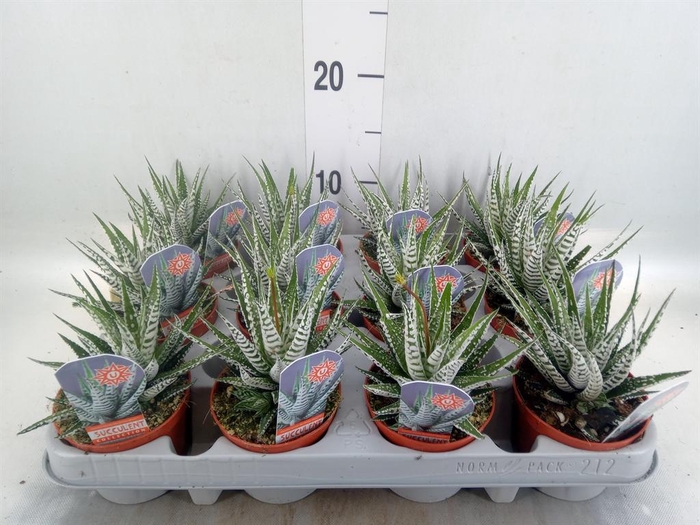 <h4>Haworthia fasciata 'Alba'</h4>