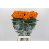 Tagetes Marigold Promise Orange