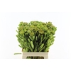 Kaaps Brunia Albiflora Green