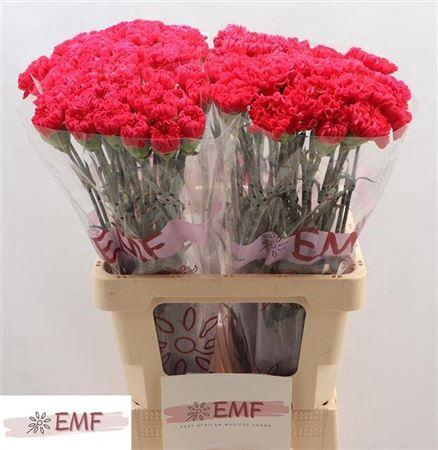 <h4>Di St Bizet</h4>