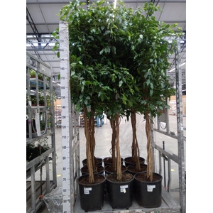 Ficus benja. 'Exotica'