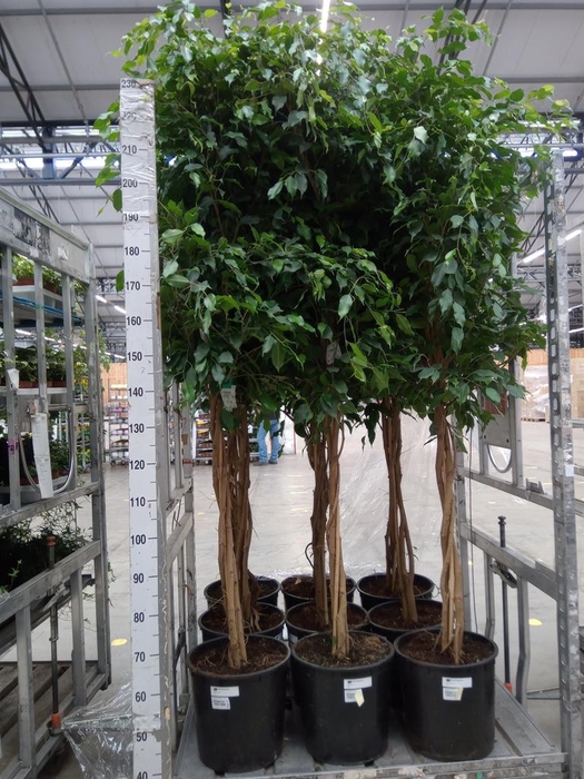 <h4>Ficus benja. 'Exotica'</h4>