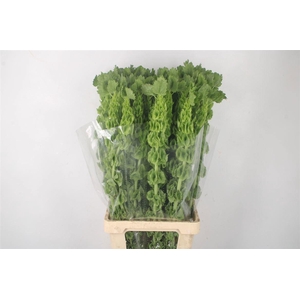 MOLUCCELLA STUK