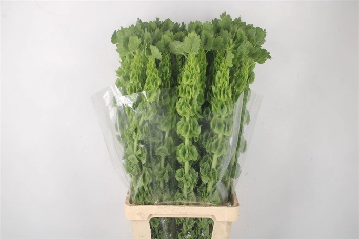 <h4>MOLUCCELLA STUK</h4>