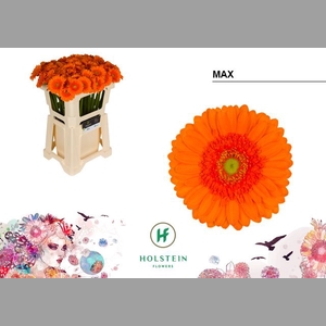 GE MI MAX
