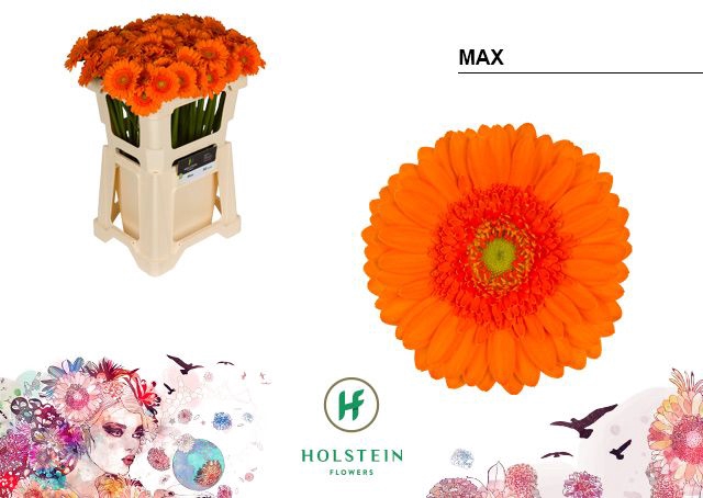 <h4>Germini Max Water</h4>