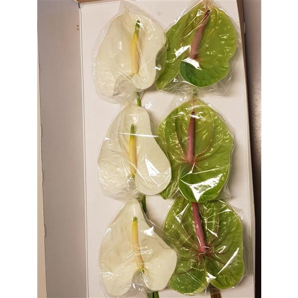 <h4>Anth A Mix Adina Verino 13 cm X12 Jan van Velden</h4>