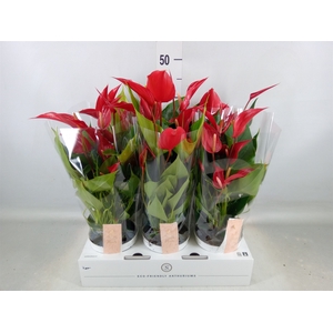 Anthurium  'Banderola Roja'
