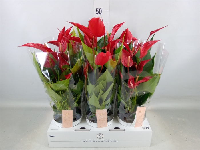 <h4>Anthurium  'Banderola Roja'</h4>