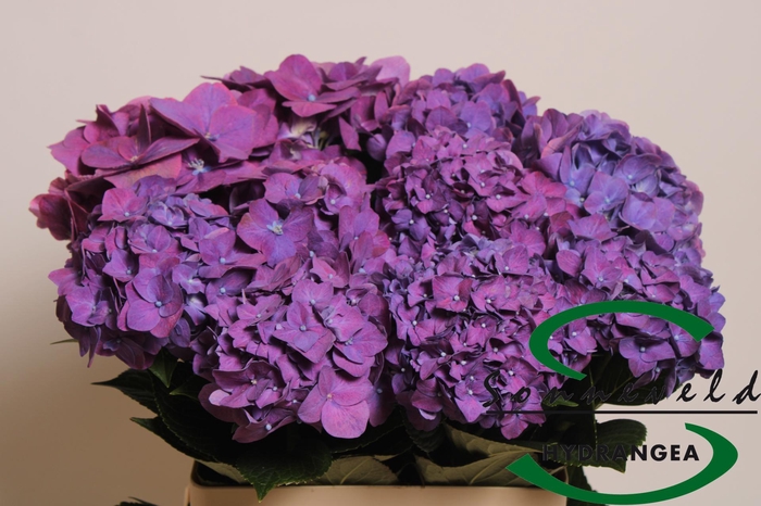 <h4>HYDR M CH RODEO PA</h4>