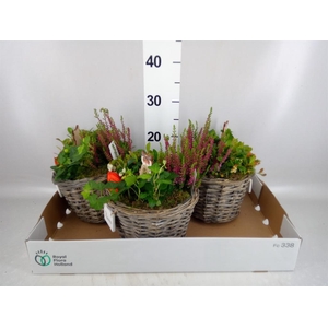 Arr.   Tuinplanten L%