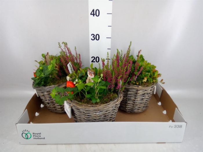 <h4>Arr.   Tuinplanten L%</h4>
