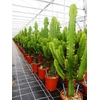 Euphorbia overig
