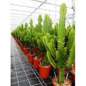 Euphorbia overig