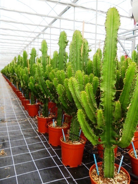 <h4>Euphorbia overig</h4>