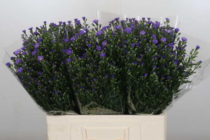 <h4>Aster Casamare</h4>