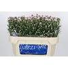 Aster Claudia
