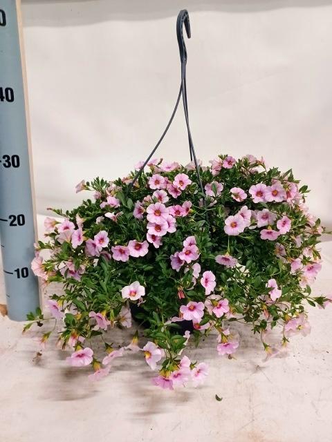 <h4>CALIB MINIF L PI+EYE</h4>