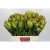 Leucadendron Goldstrike