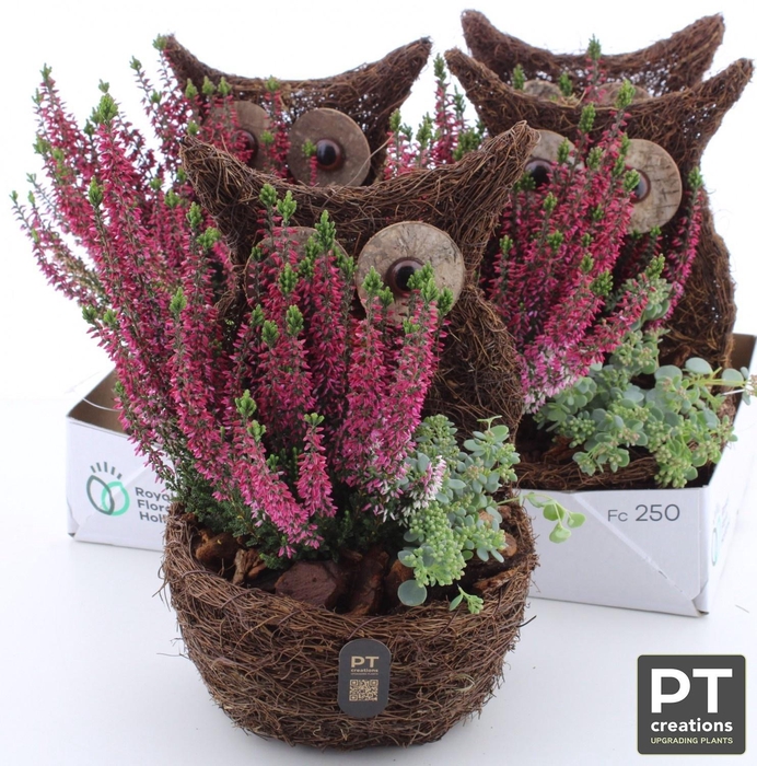 <h4>ARR TUINPLANTEN</h4>