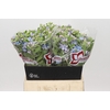 Oxypetalum Tweedia Blue