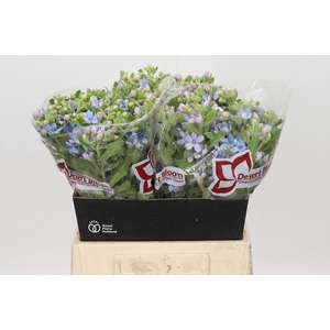 Oxypetalum Tweedia Blue