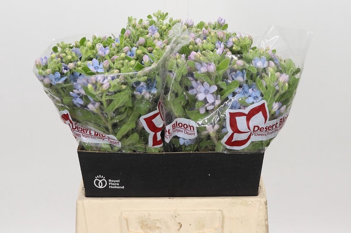 <h4>Oxypetalum Tweedia Blue</h4>