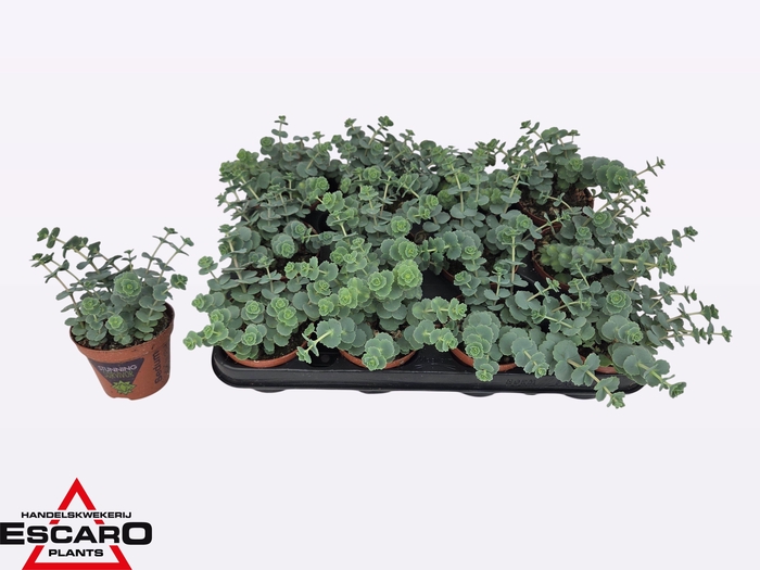 <h4>SEDUM SIEBOLDII</h4>