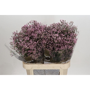 LIMONIUM SIN BLUSH DIAMOND LIMONIUM