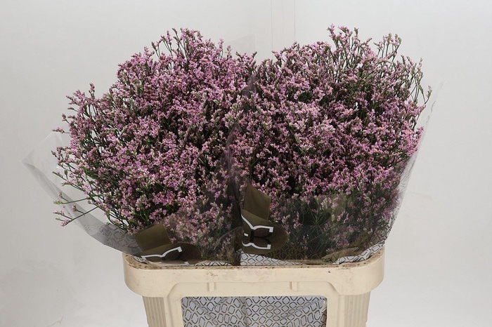 <h4>LIMONIUM SIN BLUSH DIAMOND LIMONIUM</h4>