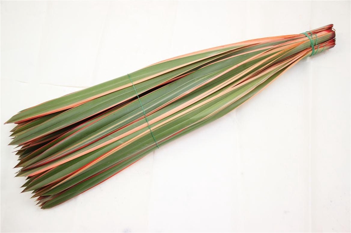 <h4>Phormium Rood</h4>
