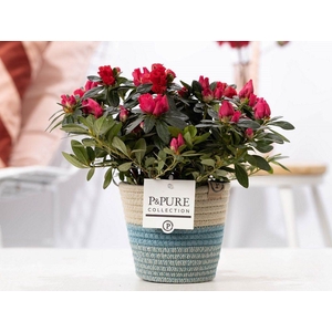 1st class Azalea red in P&PURE Fashionpot Valerie