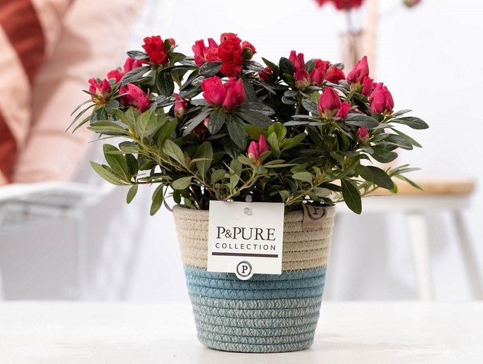 <h4>1st class Azalea red in P&PURE Fashionpot Valerie</h4>