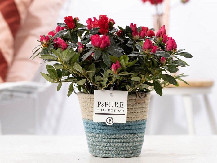 <h4>1st class Azalea red in P&PURE Fashionpot Valerie</h4>