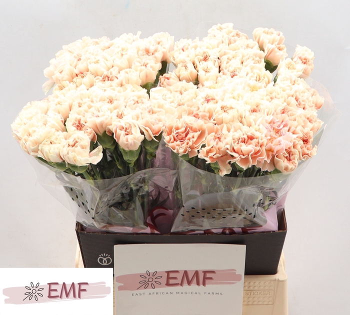 <h4>DI ST APPLE TEA</h4>