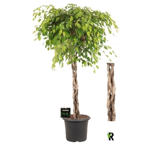 Ficus Be Exotica stam gevlochten