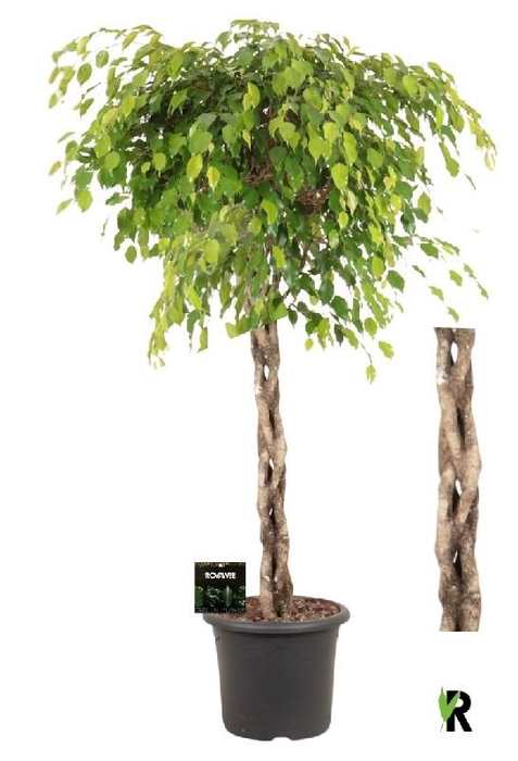 <h4>Ficus Be Exotica stam gevlochten</h4>