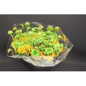 Cl Pon-pon Merlino Xxl