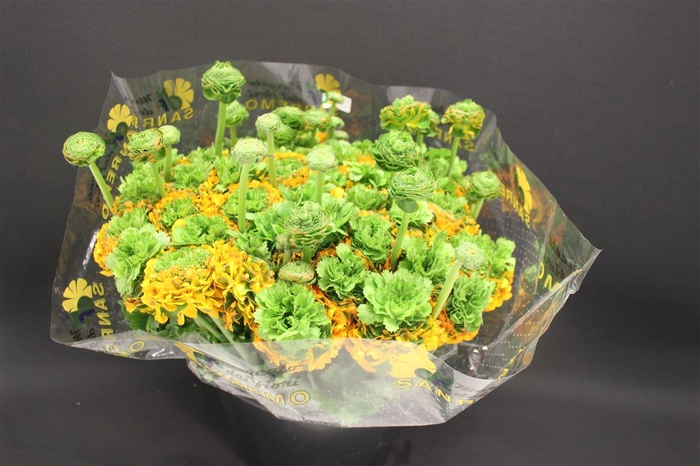 <h4>Cl Pon-pon Merlino Xxl</h4>