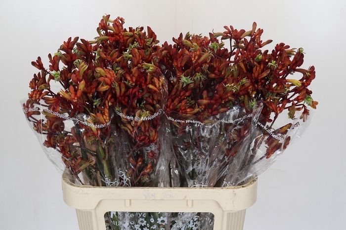 <h4>Kangaroo Paw Early Spring Indoor</h4>