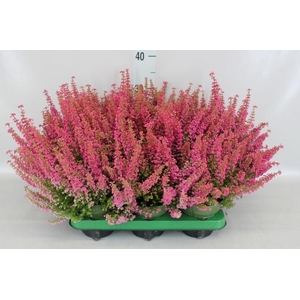 Erica gracilis 'Bea Queen Margaret'