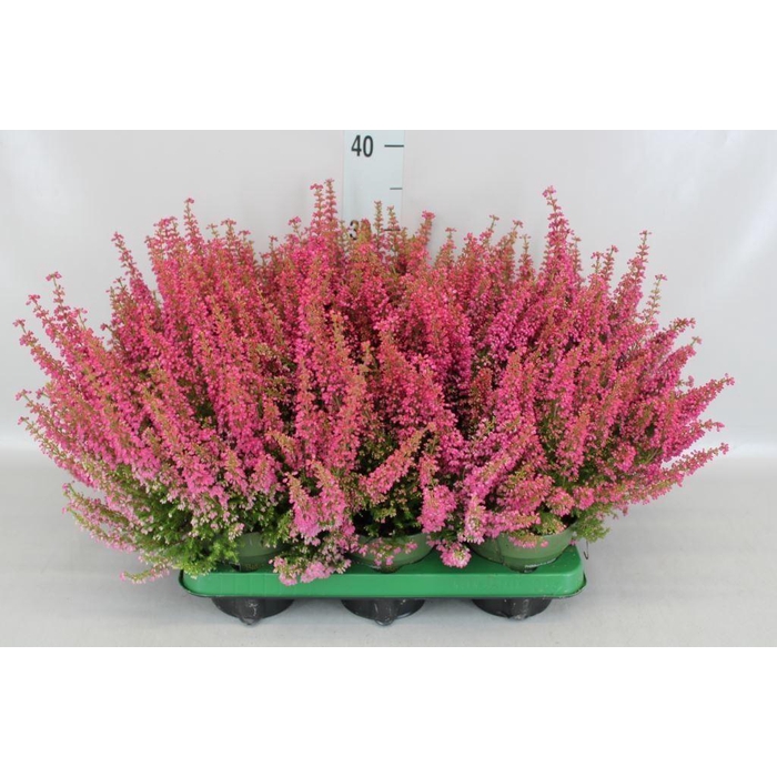 <h4>Erica gracilis 'Bea Queen Margaret'</h4>