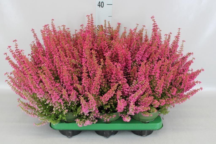 <h4>Erica gracilis 'Bea Queen Margaret'</h4>
