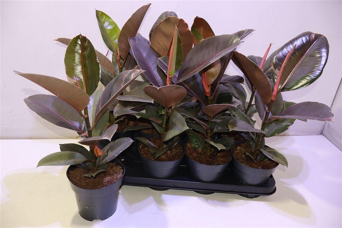 <h4>Fic El Pink Camoufl</h4>