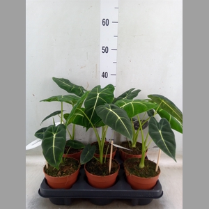 Alocasia   ...