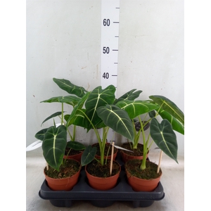 Alocasia   ...