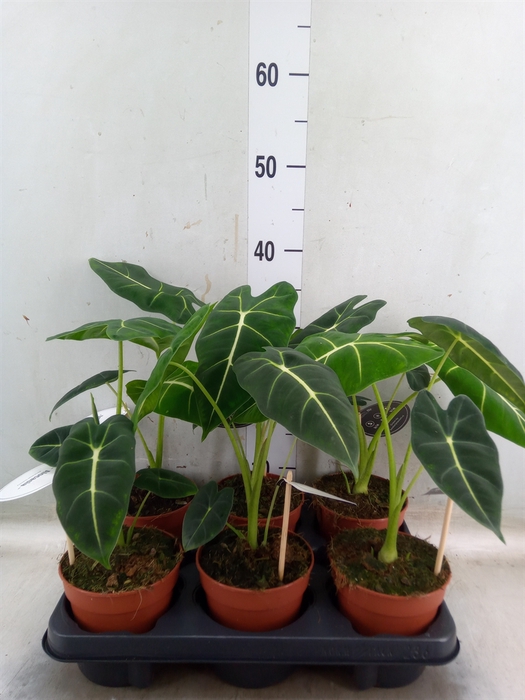 <h4>Alocasia   ...</h4>