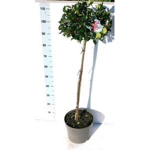 ILEX MES BLUE MAID STTAM