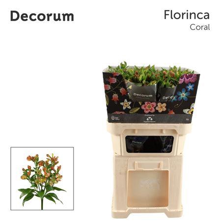 <h4>Alstr Fl Coral</h4>