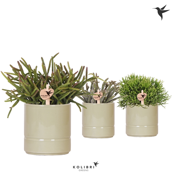 <h4>Kolibri Greens Rhipsalis mix in Pastel pot green</h4>